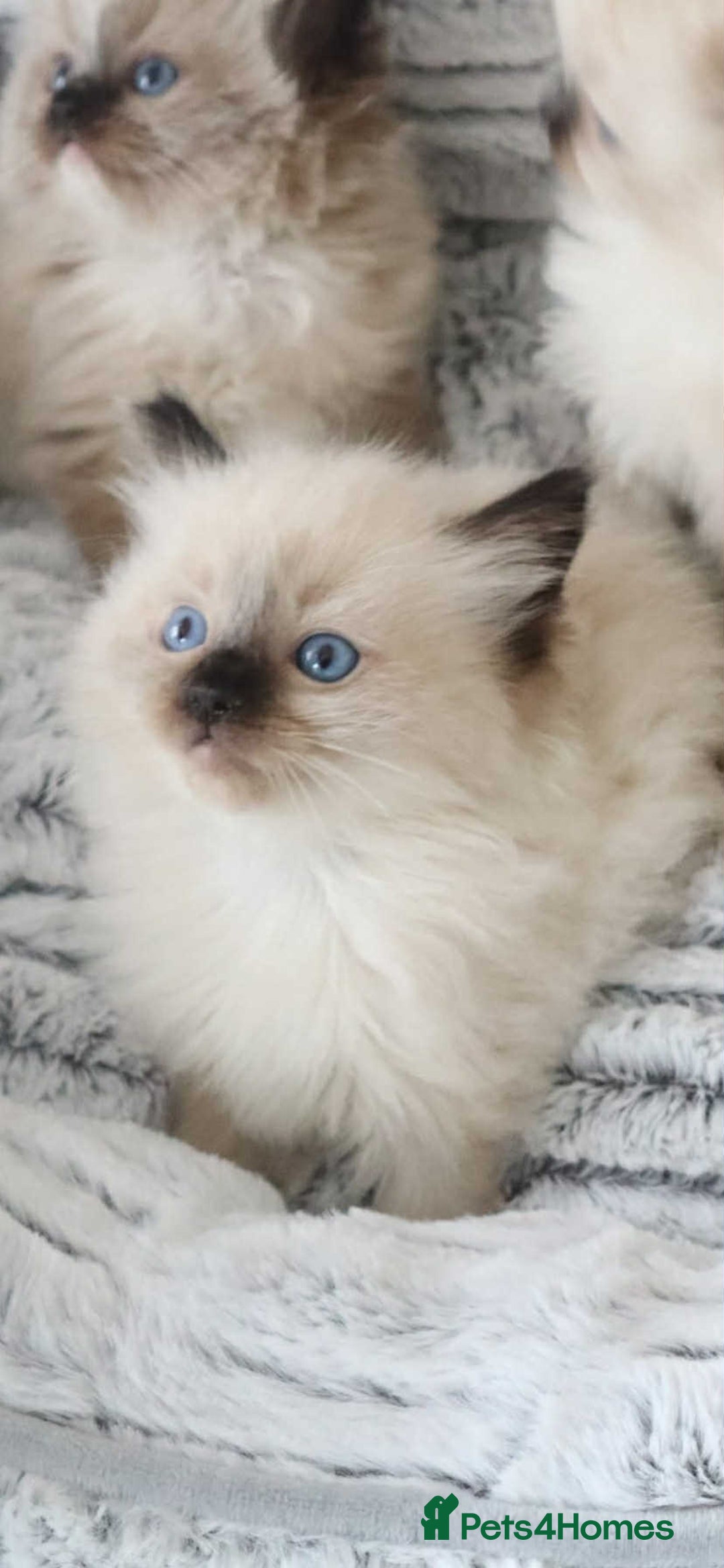 Ragdoll cats for sale: INDOOR FULL PEDIGREE RAGDOLL KITTENS - Image 31