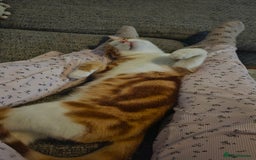 British Shorthair cats for sale: Male ginger short hair  - Image 2