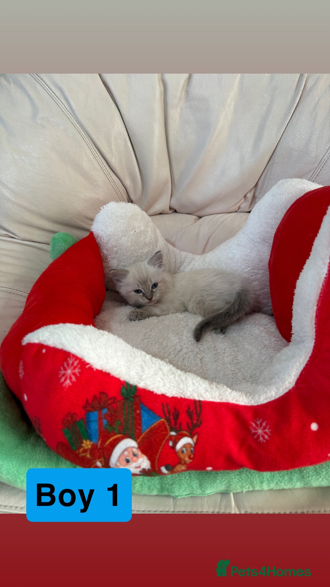 Ragdoll cats for sale: Stunning litter of ragdoll kittens  - Advert 19