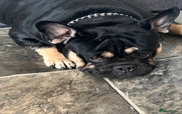 Mixed Breed dogs for sale: Stanley-French bulldog x English bulldog - Image 2