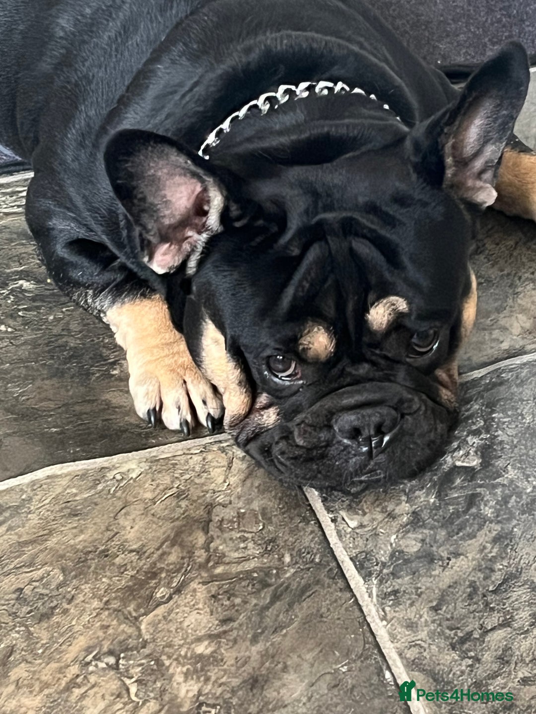 Mixed Breed dogs for sale: Stanley-French bulldog x English bulldog - Image 2