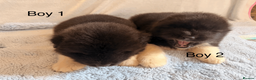 Akita dogs for sale: Chunky Beautiful American Akita Puppies - Advert 5