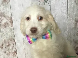 Mixed Breed dogs Cockador x poodle pups( mini doodles) - Advert 1