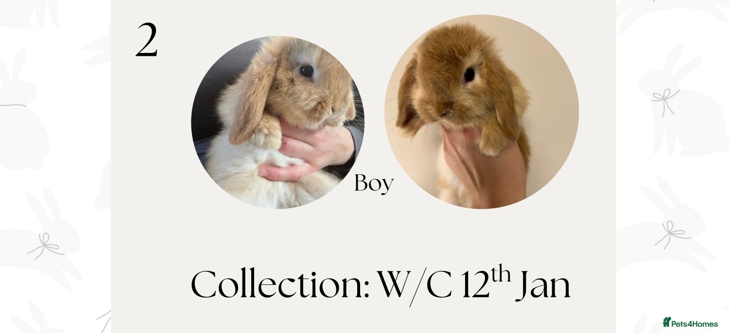 Mini Lop rabbits Mini lops for sale! Ready 5th January  - Advert 17