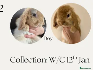 Mini Lop rabbits Mini lops for sale! Ready 5th January - Advert 20