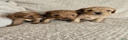 Cavapoo dogs for sale: Beautiful F1 Cavapoo Girls - Advert 18