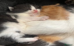 Mixed Breed cats for sale: 4 beautiful kittens  - Image 6