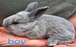 English Spot rabbits for sale: English spot x continental giant  - Image 2