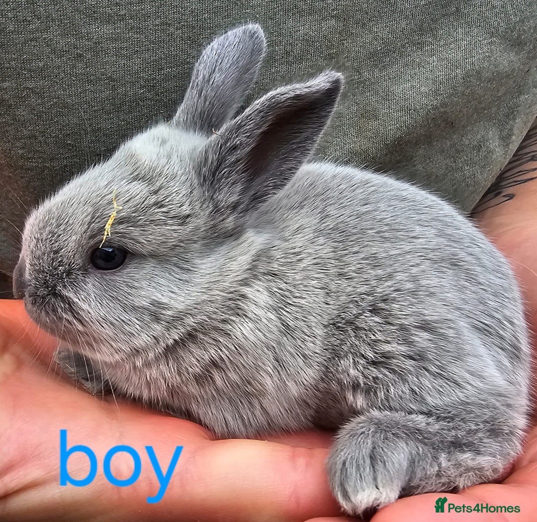 English Spot rabbits for sale: English spot x continental giant  - Image 2