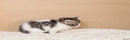 Selkirk Rex cats for sale: Beautiful Selkirk Rex Shorthair Kittens  - Advert 24