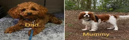 Cavapoo dogs for sale: Health tested F1 Cavapoo puppies 🐶🥰 - Advert 15