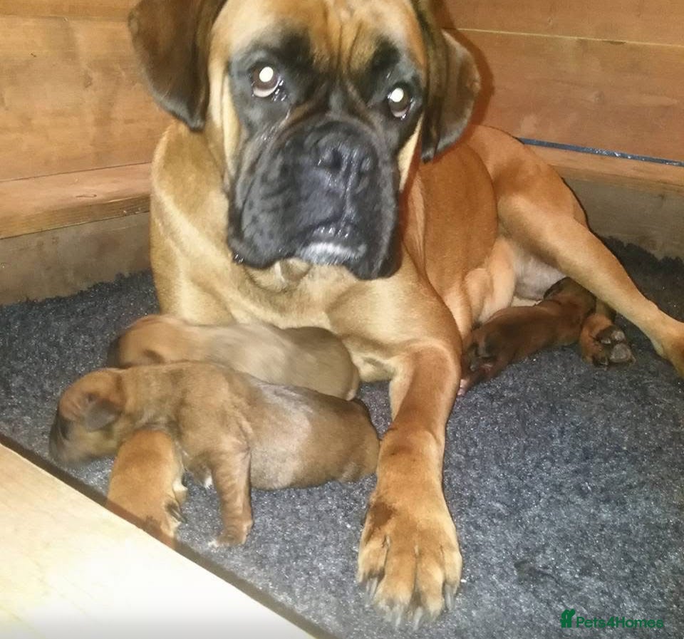 Boxer dogs 3 puppies available  - Advert 2