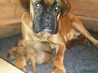Boxer dogs 3 puppies available - Advert 1