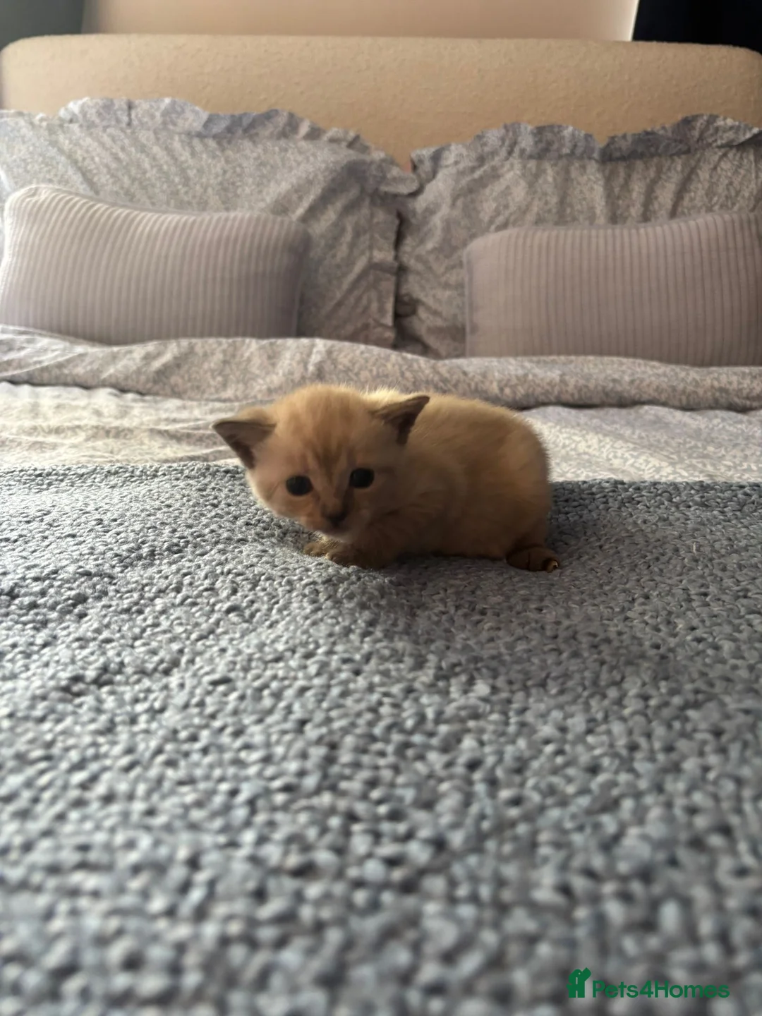 Mixed Breed cats for sale: Maples kittens in Colchester - Advert 2
