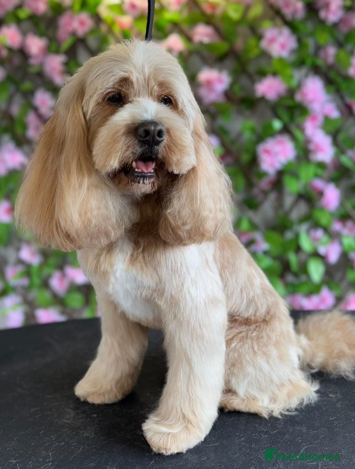 Cavapoo dogs F1 PROVEN Toy Cavapoo DNA Clear stud in Stafford - Advert 10