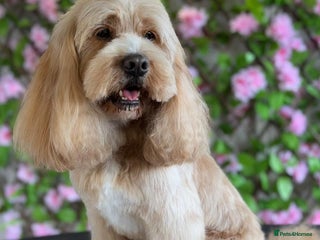 Cavapoo dogs in Stafford - Advert 1