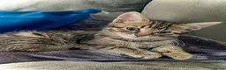 Bengal cats for sale: Gorgeous bengal kitten  in Radstock - Advert 3
