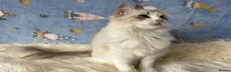 Ragdoll cats for sale: Two Sister TICA Registered Female Ragdoll - Advert 4