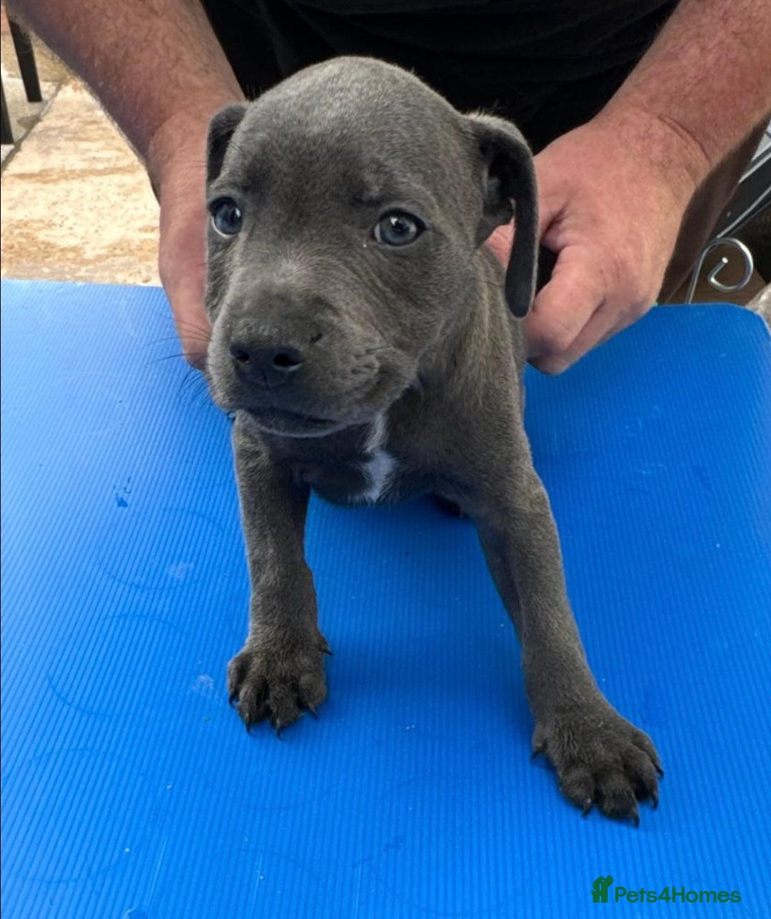 Staffordshire Bull Terrier dogs for sale: Blue staff pups  - Image 26