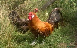 Chickens poultry for sale: Trio of Golden Deathlayer - Image 1