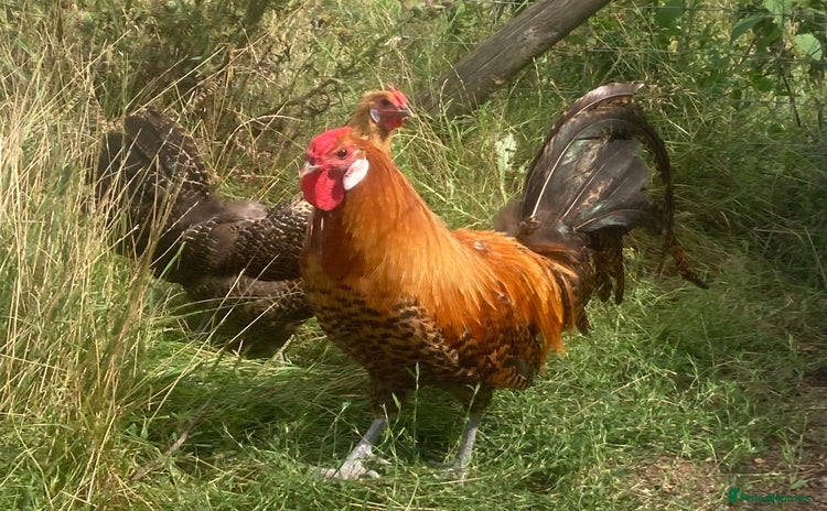 Chickens poultry - Advert 2
