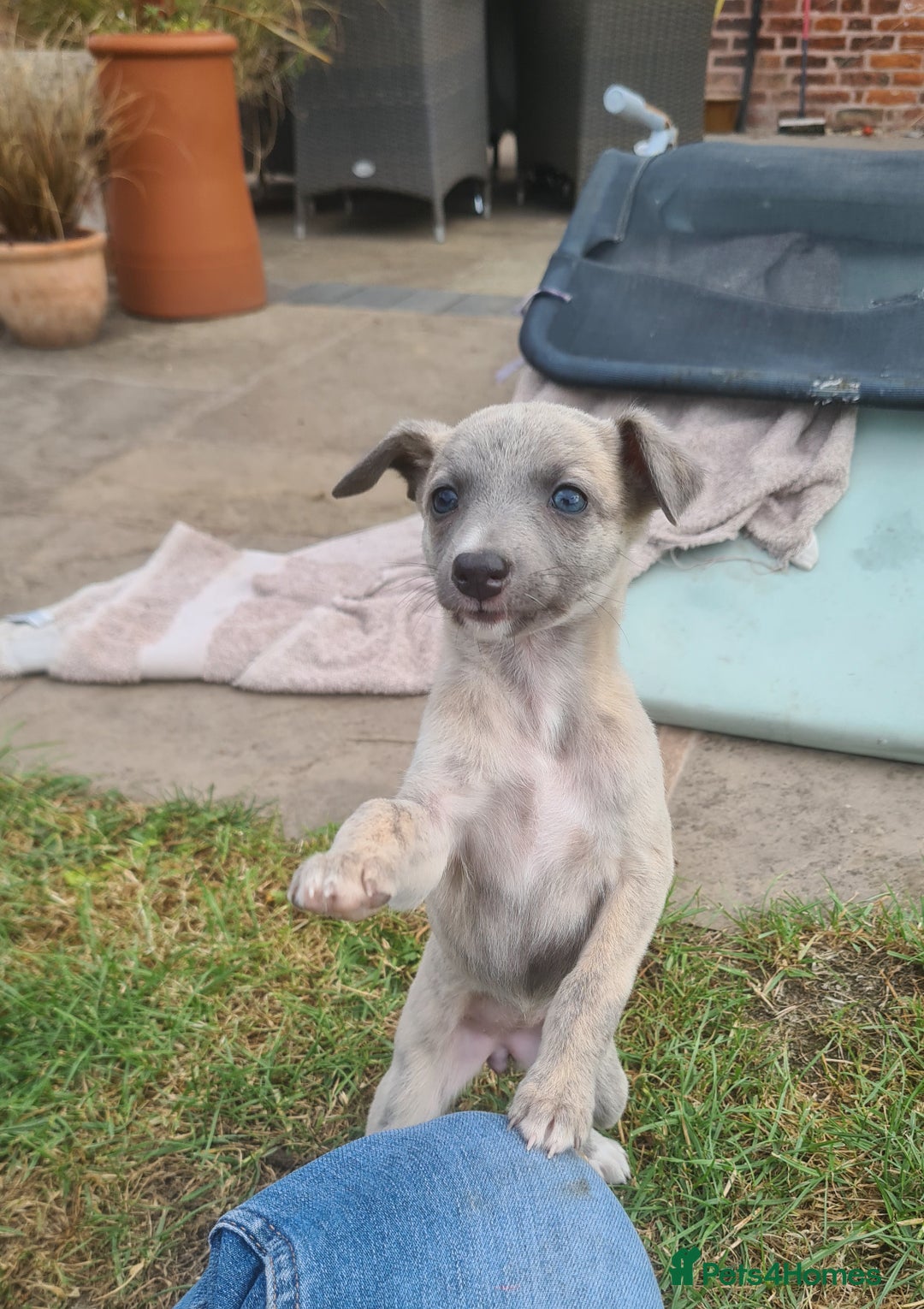 Whippet dogs for sale: Fantastic Whippet puppies - Image 2