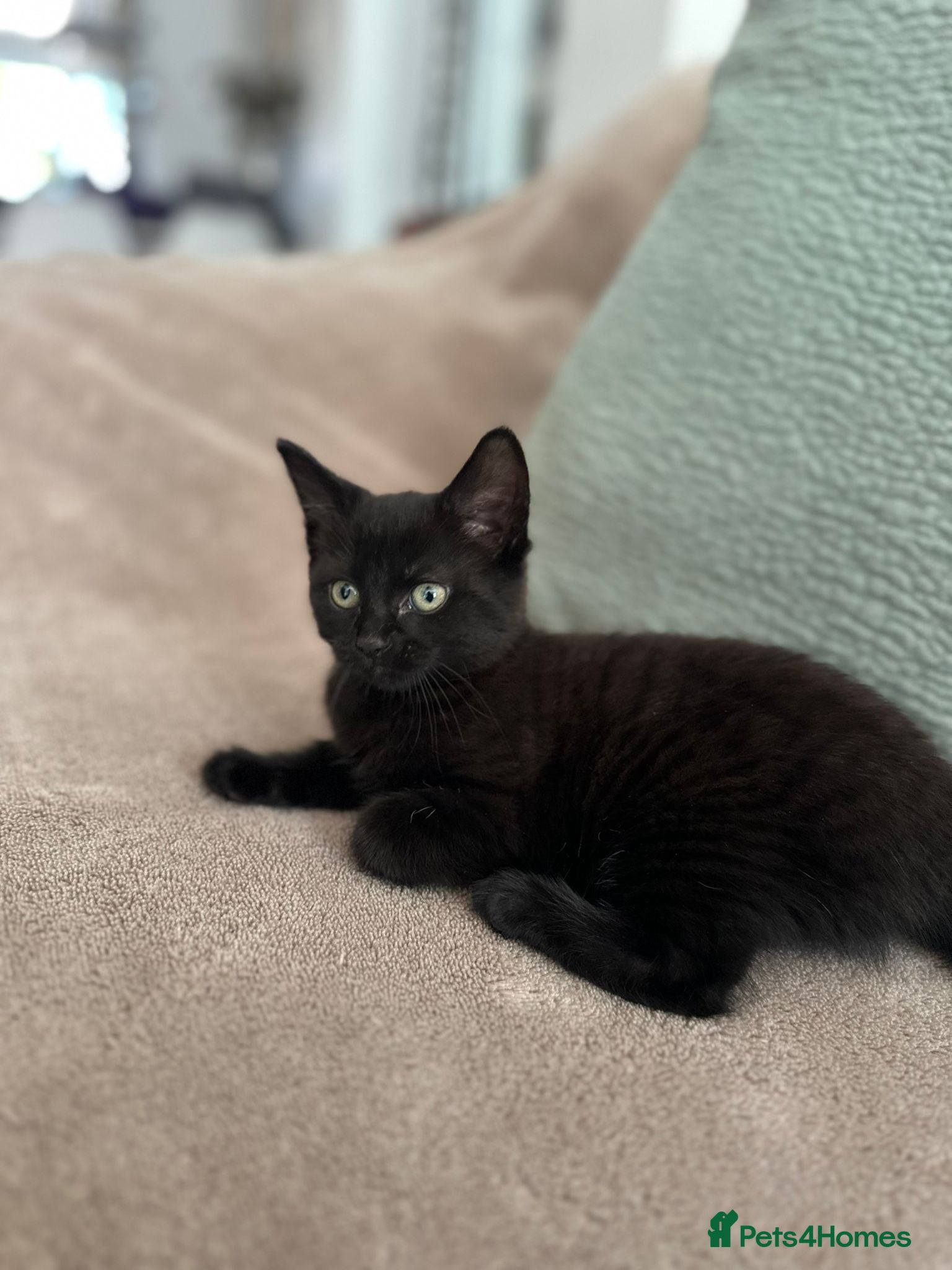 Mixed Breed cats for sale: Bright & Playful Kitten 🐾 - Advert 1
