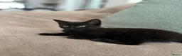 Mixed Breed cats for sale: Bright & Playful Kitten 🐾 - Advert 1