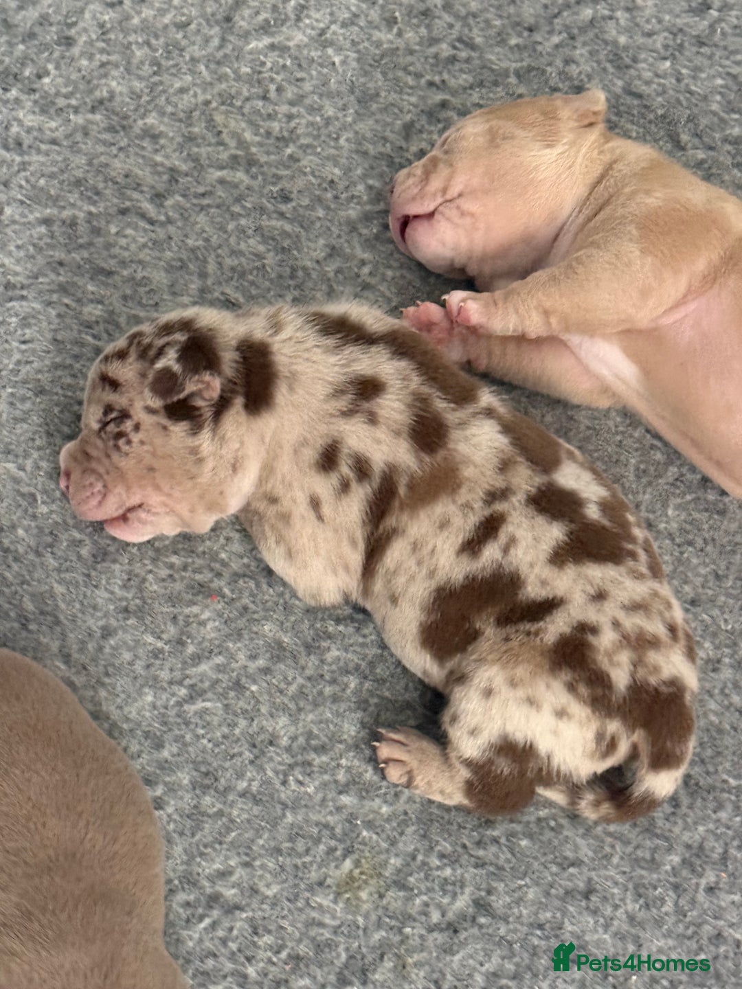 American Bully dogs for sale: Pocket bully puppies  - Image 8