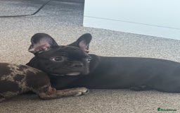 French Bulldog dogs for sale: French Bulldog Puppies 3 Months Old Girl and Boy  - Image 28