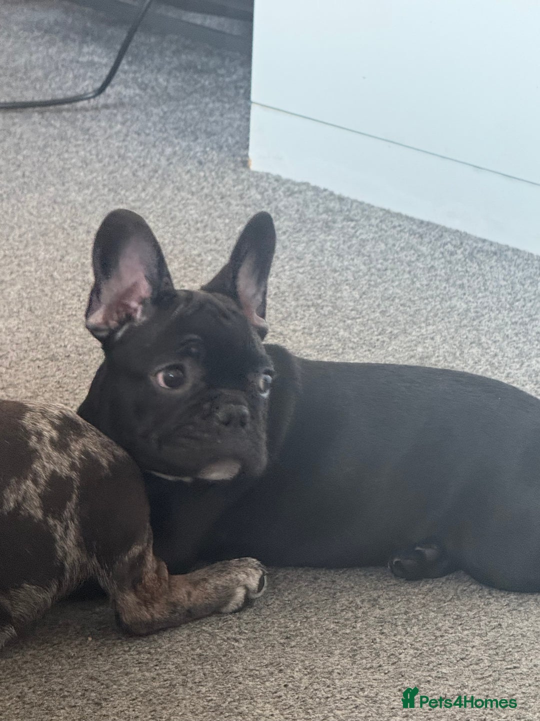 French Bulldog dogs for sale: French Bulldog Puppies 3 Months Old Girl and Boy  - Image 28
