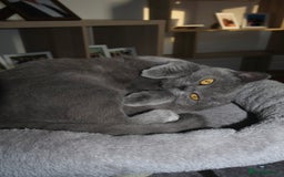 British Shorthair cats for sale: Grey British Shorthair - Image 4