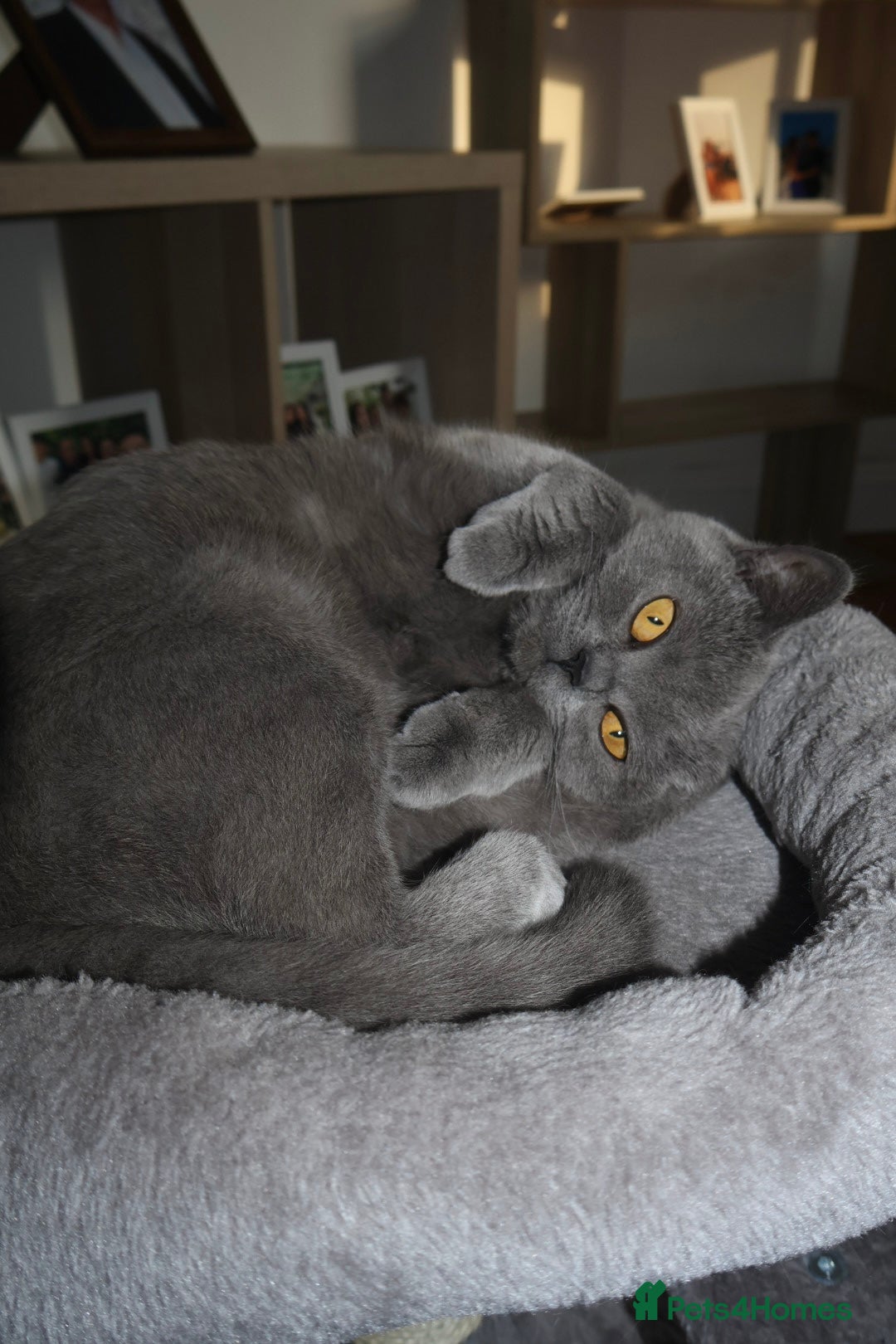 British Shorthair cats for sale: Grey British Shorthair - Image 4