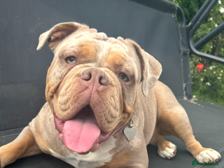 Old Tyme Bulldog dogs Old Tyme Bulldog Puppies - Advert 3