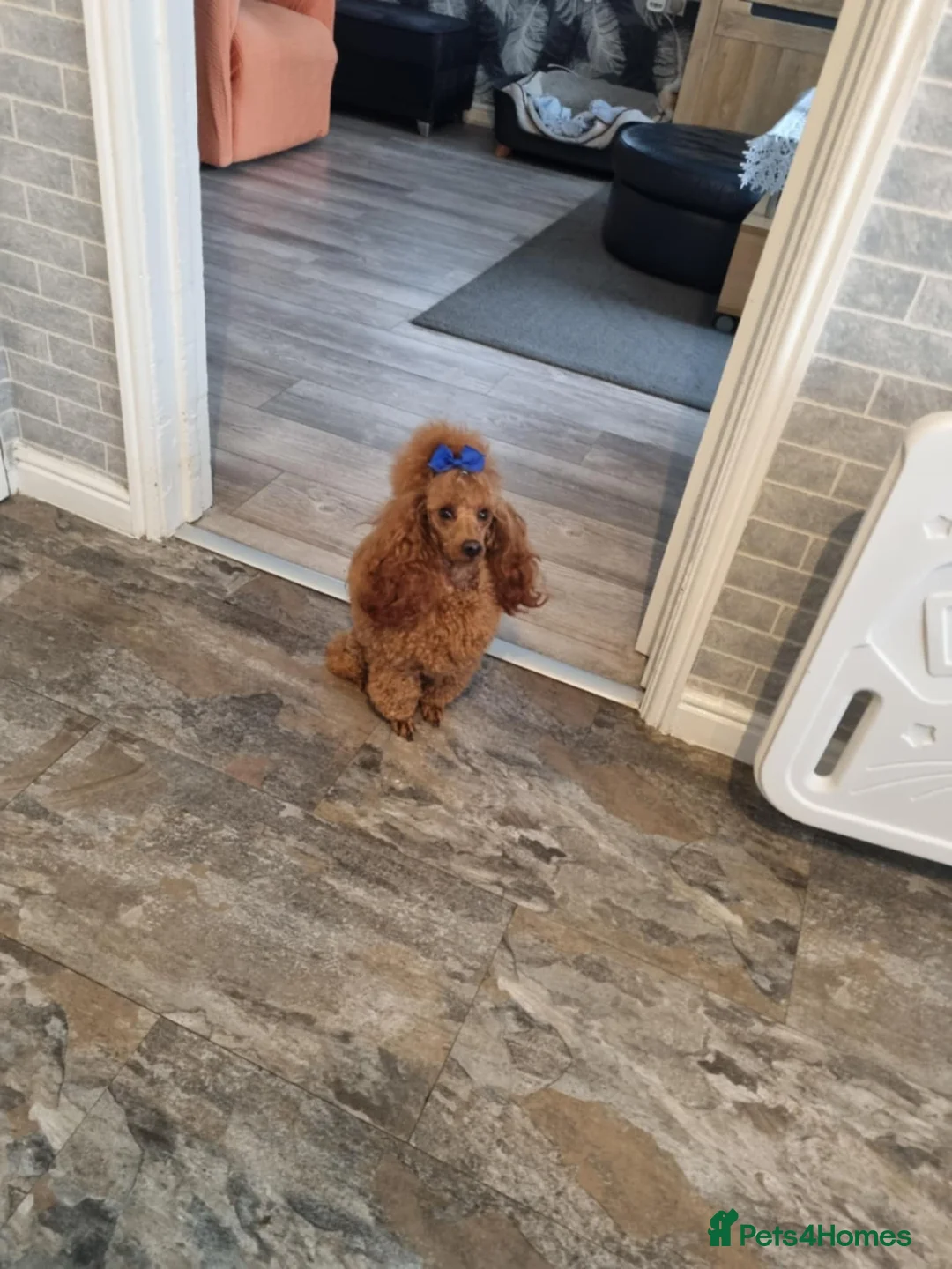 Maltipoo dogs for sale: Adorable very small maltipoo puppies 🐶❤️ - Advert 10