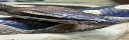 Python Snake reptiles for sale: Royal / ball python  in Grimsby - Advert 7