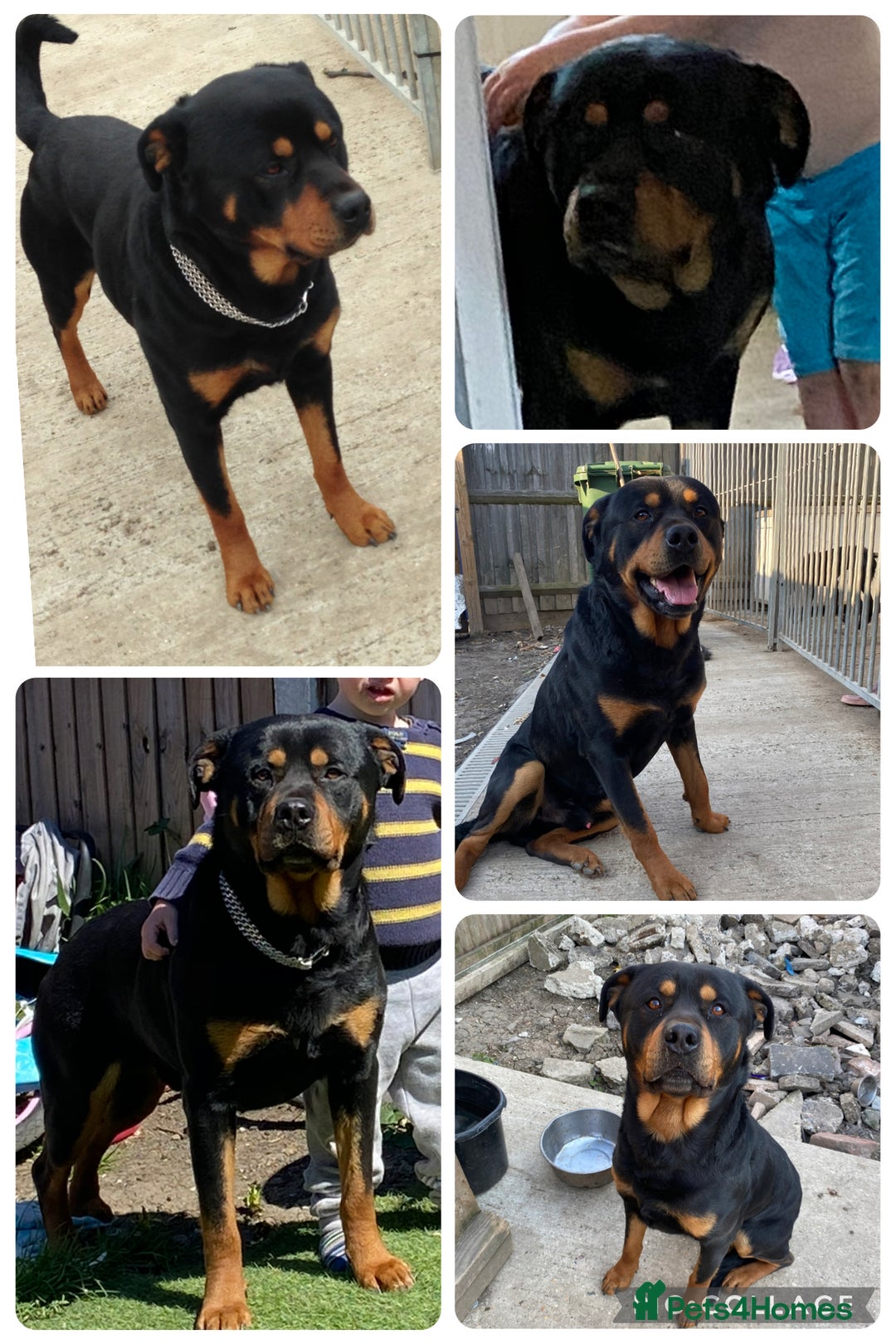 Rottweiler dogs for sale: Beautiful Rottweiler Puppy’s For Sale  - Image 8