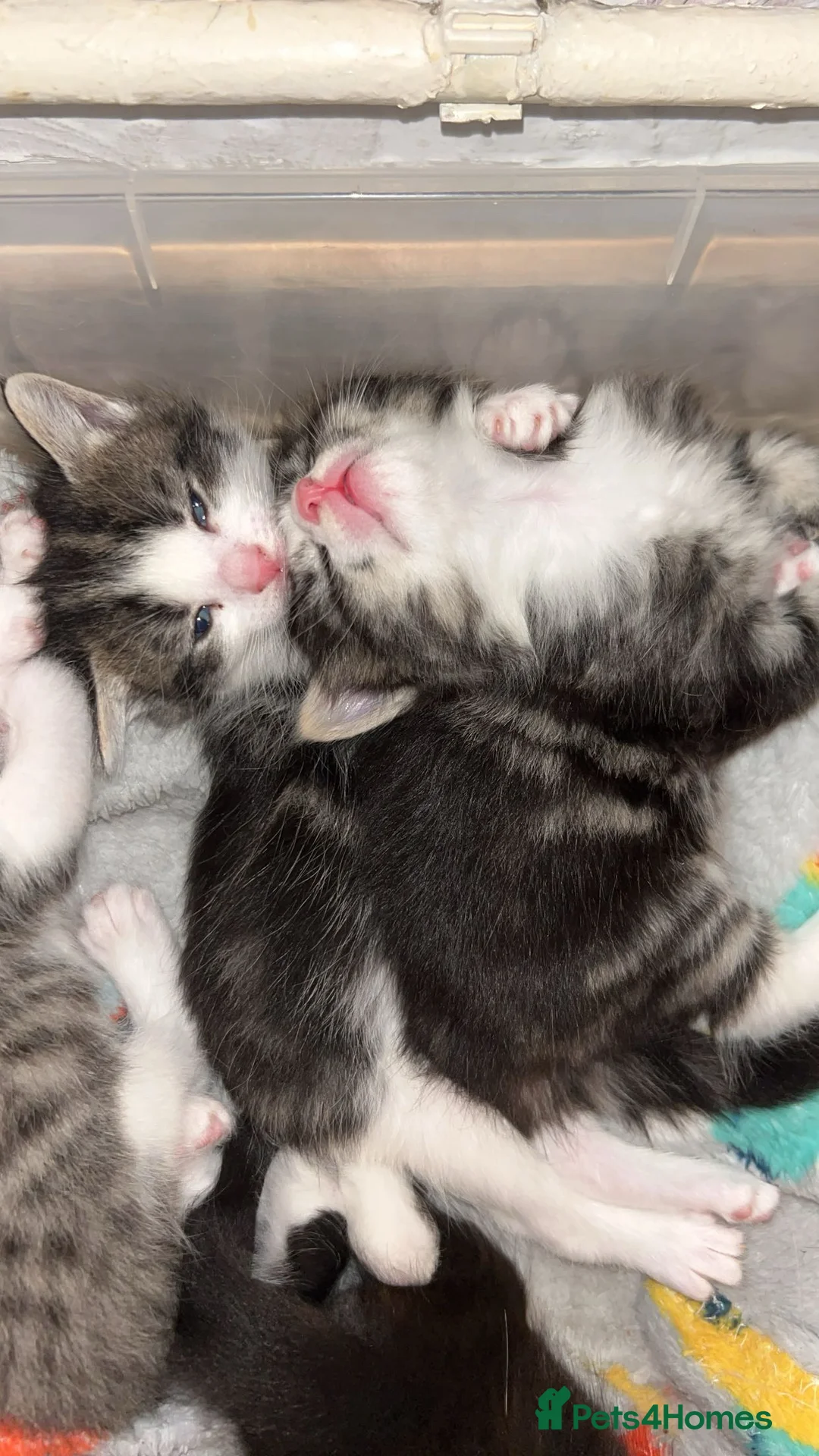 Perdoll cats for sale: Beautiful perdoll babies ❤️ - Advert 6