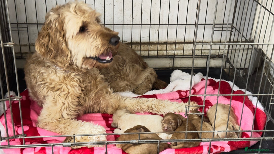 Goldendoodle dogs for sale: Golden doodle puppy’s for sale  - Advert 1