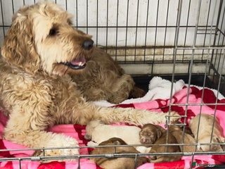 Goldendoodle dogs Golden doodle puppy’s for sale - Advert 2
