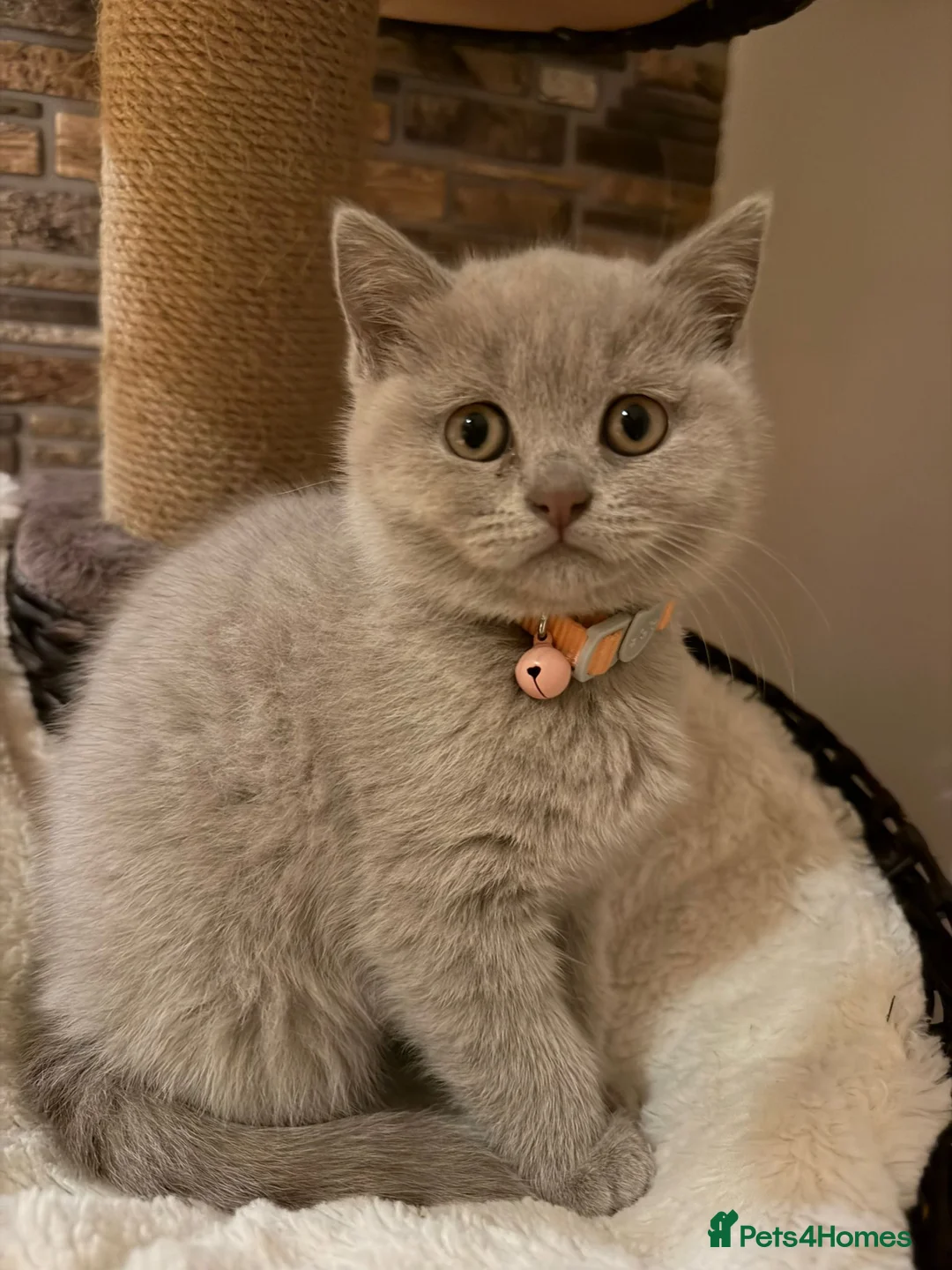 British Shorthair cats for sale: British shorthair kittens in Eastbourne - Advert 5