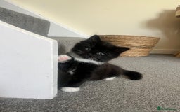 British Longhair cats for sale: Three gorgeous boy kittens available - Image 3