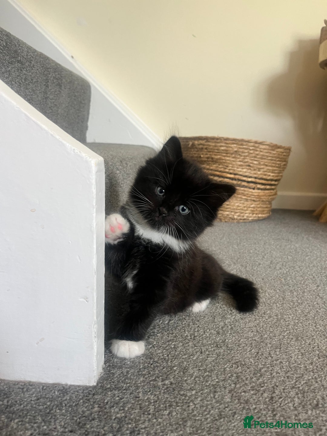 British Longhair cats for sale: Three gorgeous boy kittens available - Image 3