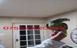Parrots birds for sale: For Sale Hand Tamed Orange Fronted Amazon Parrot - Image 1