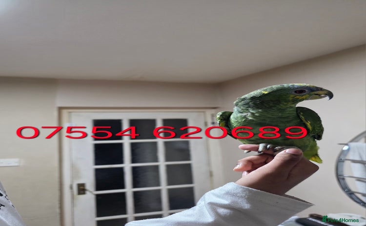 Parrots birds - Advert 5