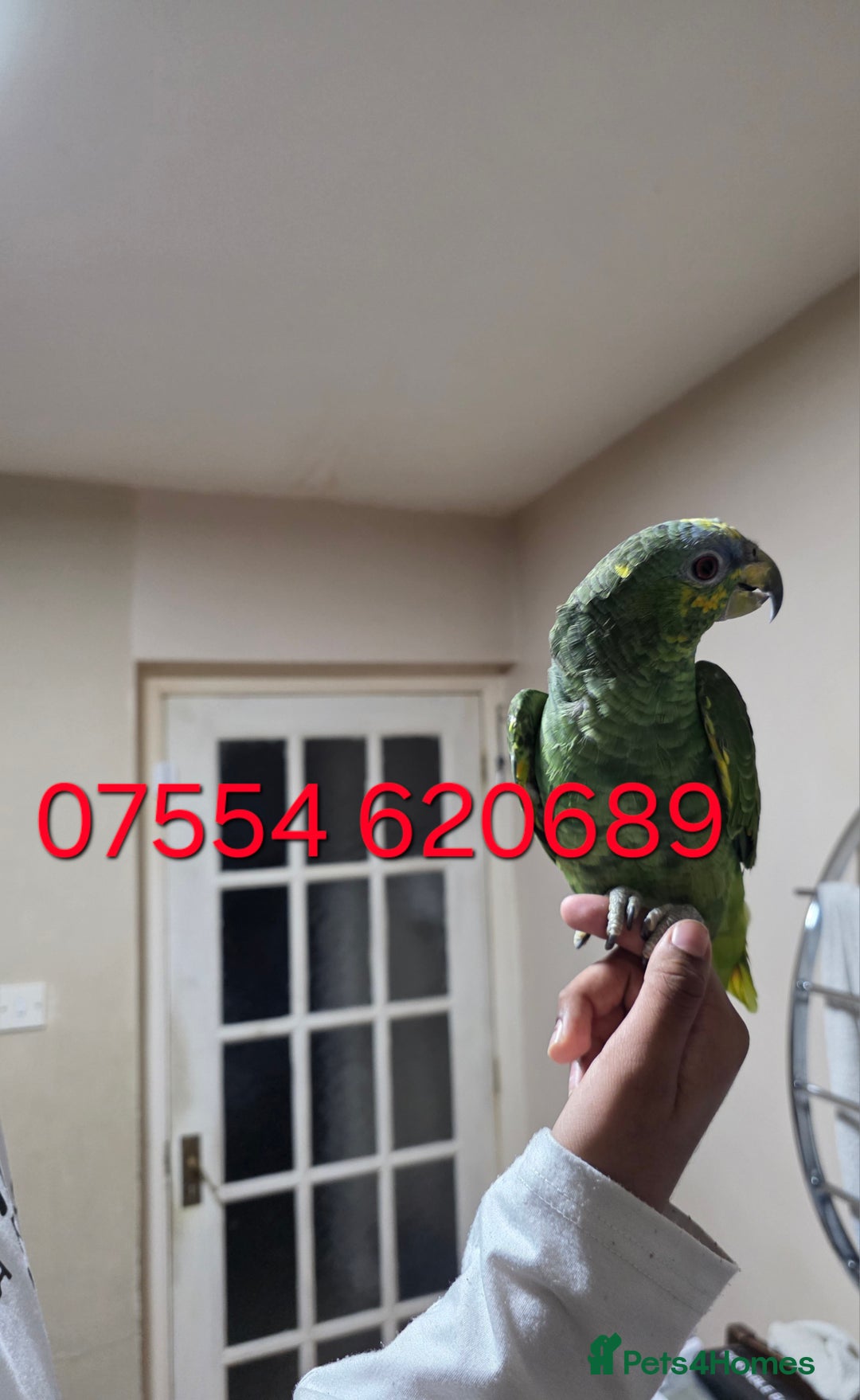 Parrots birds for sale: For Sale Hand Tamed Orange Fronted Amazon Parrot - Image 1