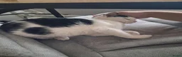 Mixed Breed cats for adoption: Anna for adoption in Waterlooville - Advert 4