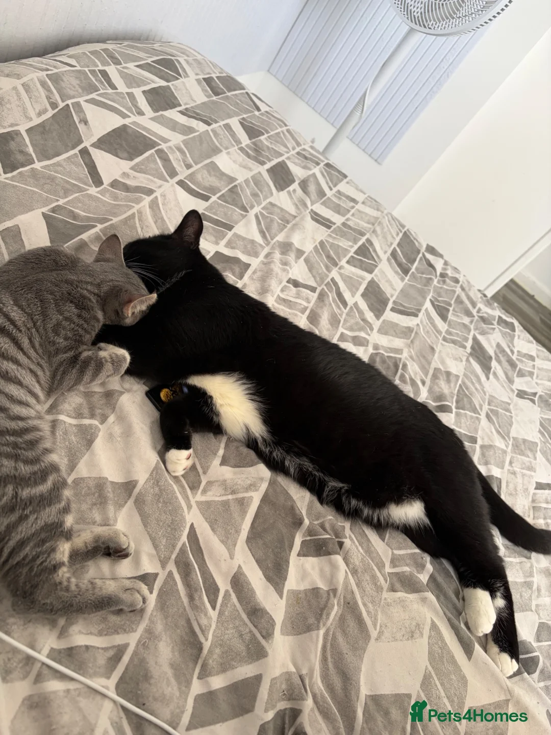 Mixed Breed cats for sale: Two beautiful cats  - Advert 10