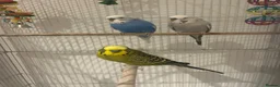 Budgerigars birds for sale: 3 male hand-tamed budgies needing a loving home💙 - Advert 4