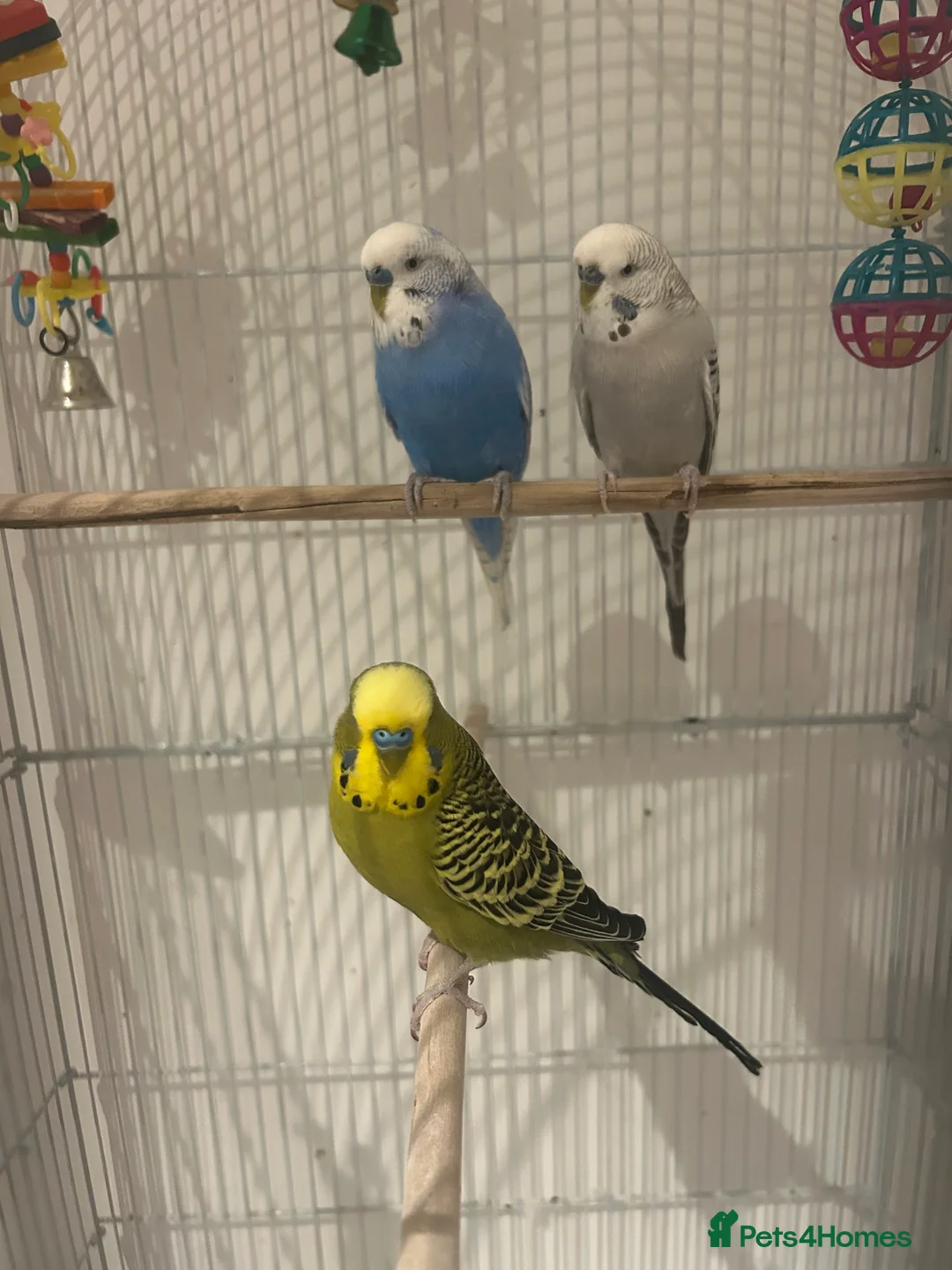 Budgerigars birds for sale: 3 male hand-tamed budgies needing a loving home💙 - Advert 4